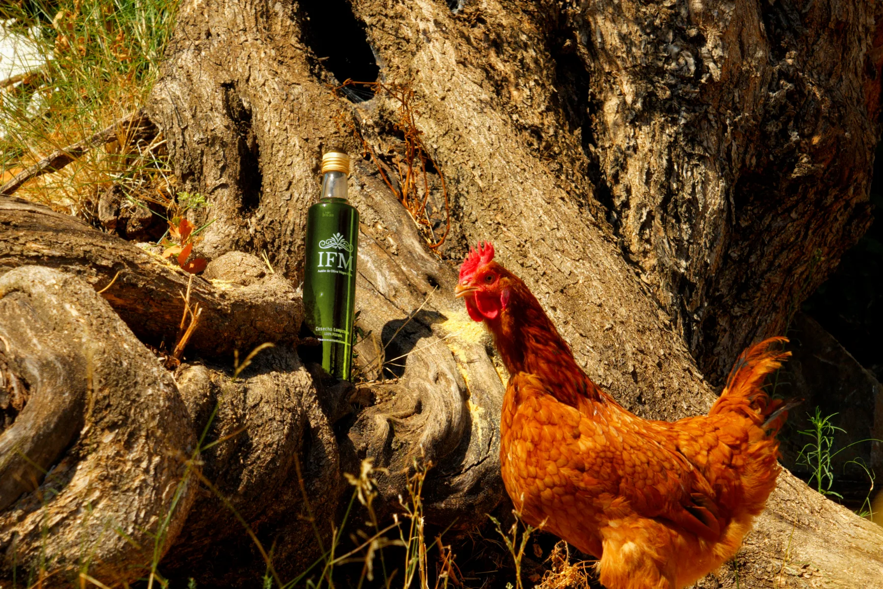 A centuries-old olive tree with the IFM bottle and a hen at its foot.
