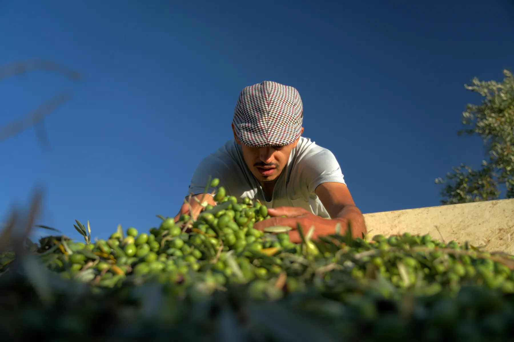 A member of the harvest crew with the olives in the hopper, against the sky.