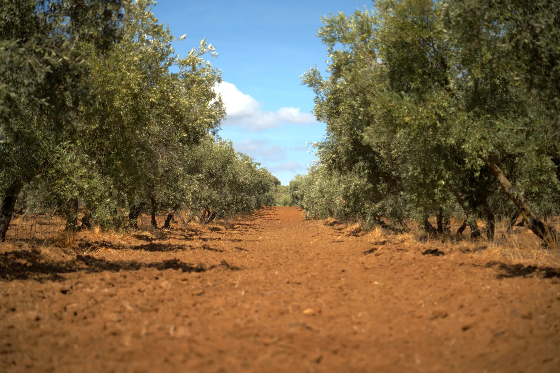 A row in the IFM olive grove, with the red earth and the sky of the Serranía.
