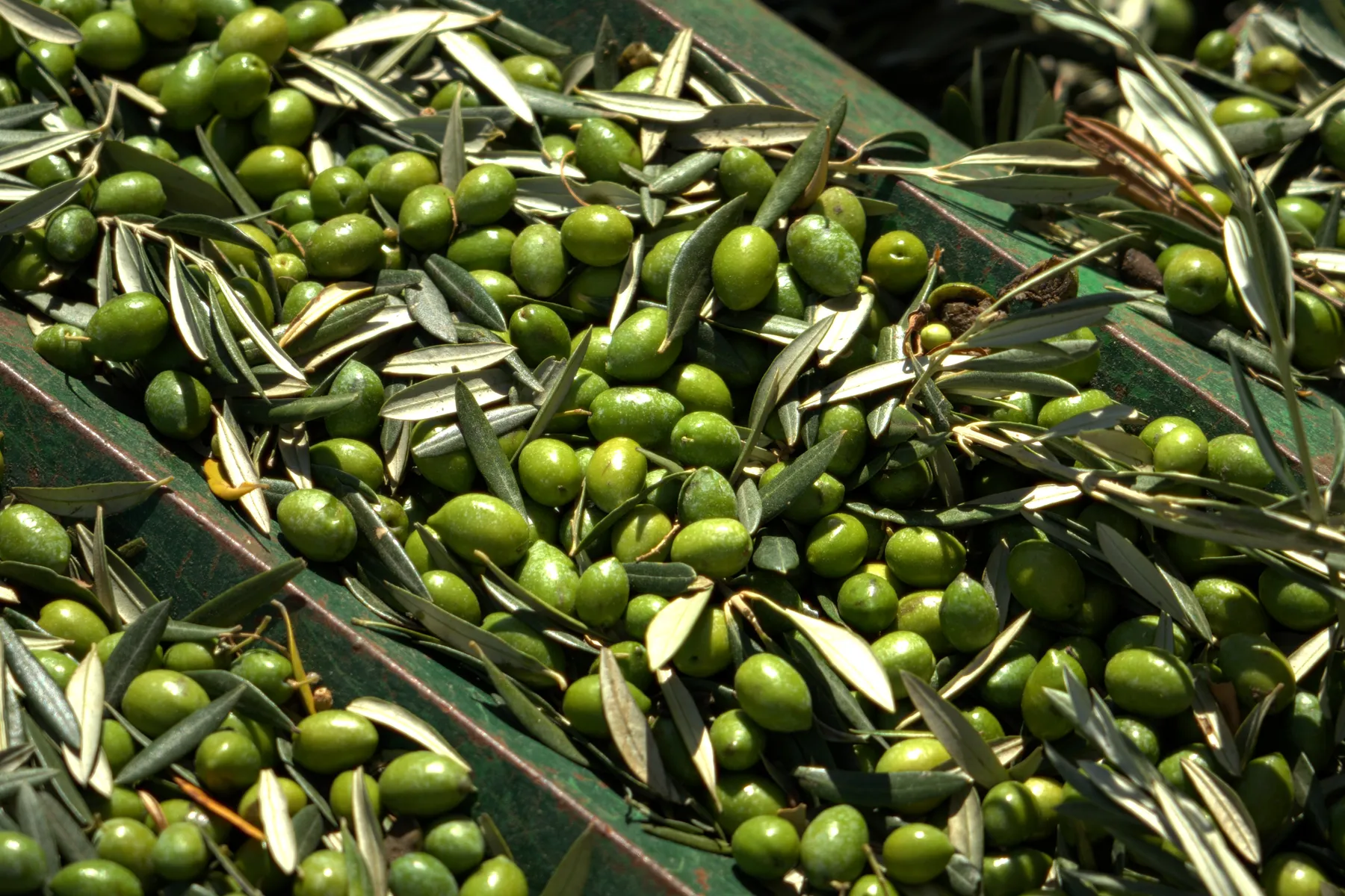 Olives on the belt at the almazara.
