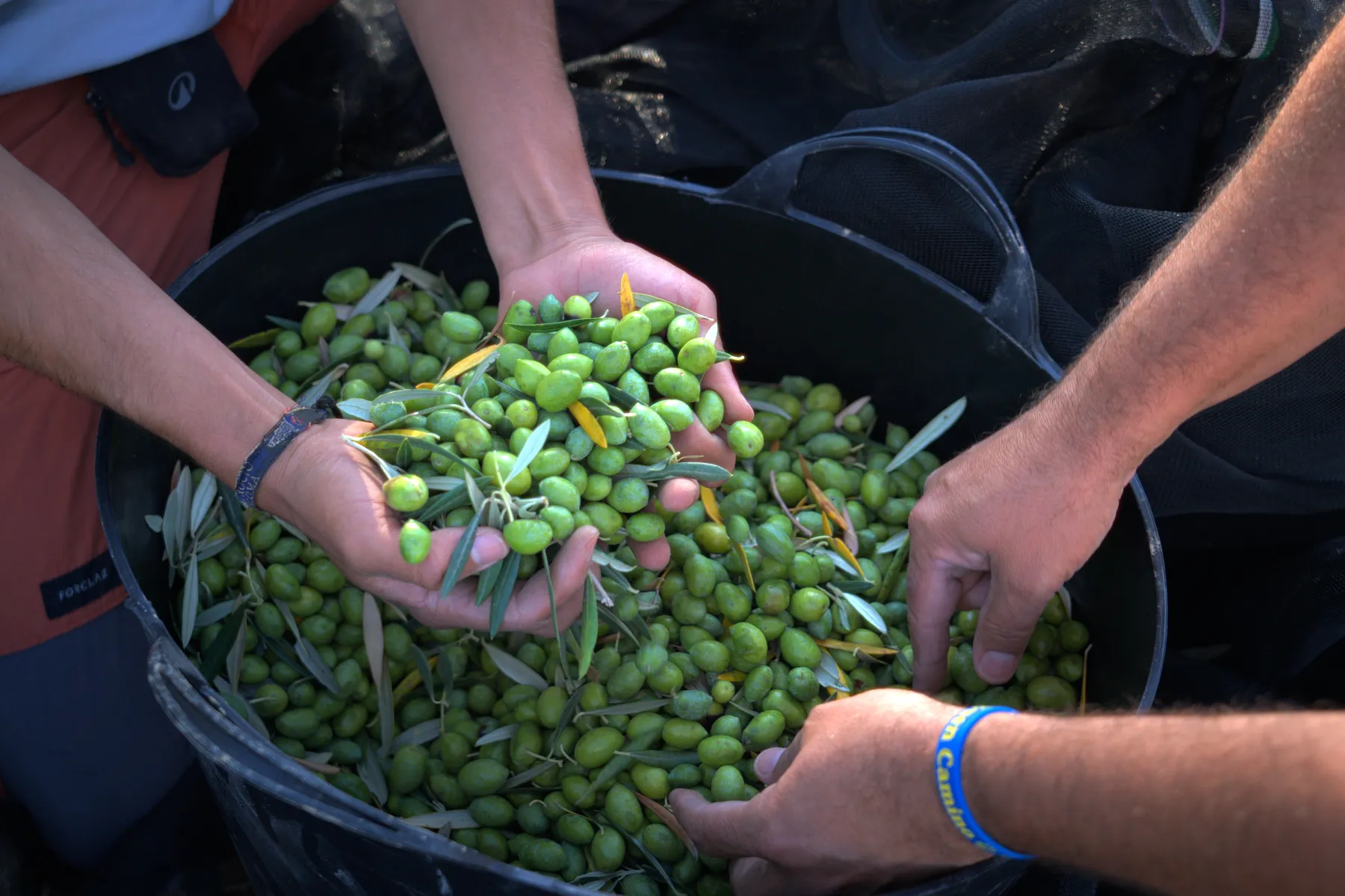 Hands cleaning olives in a basket.