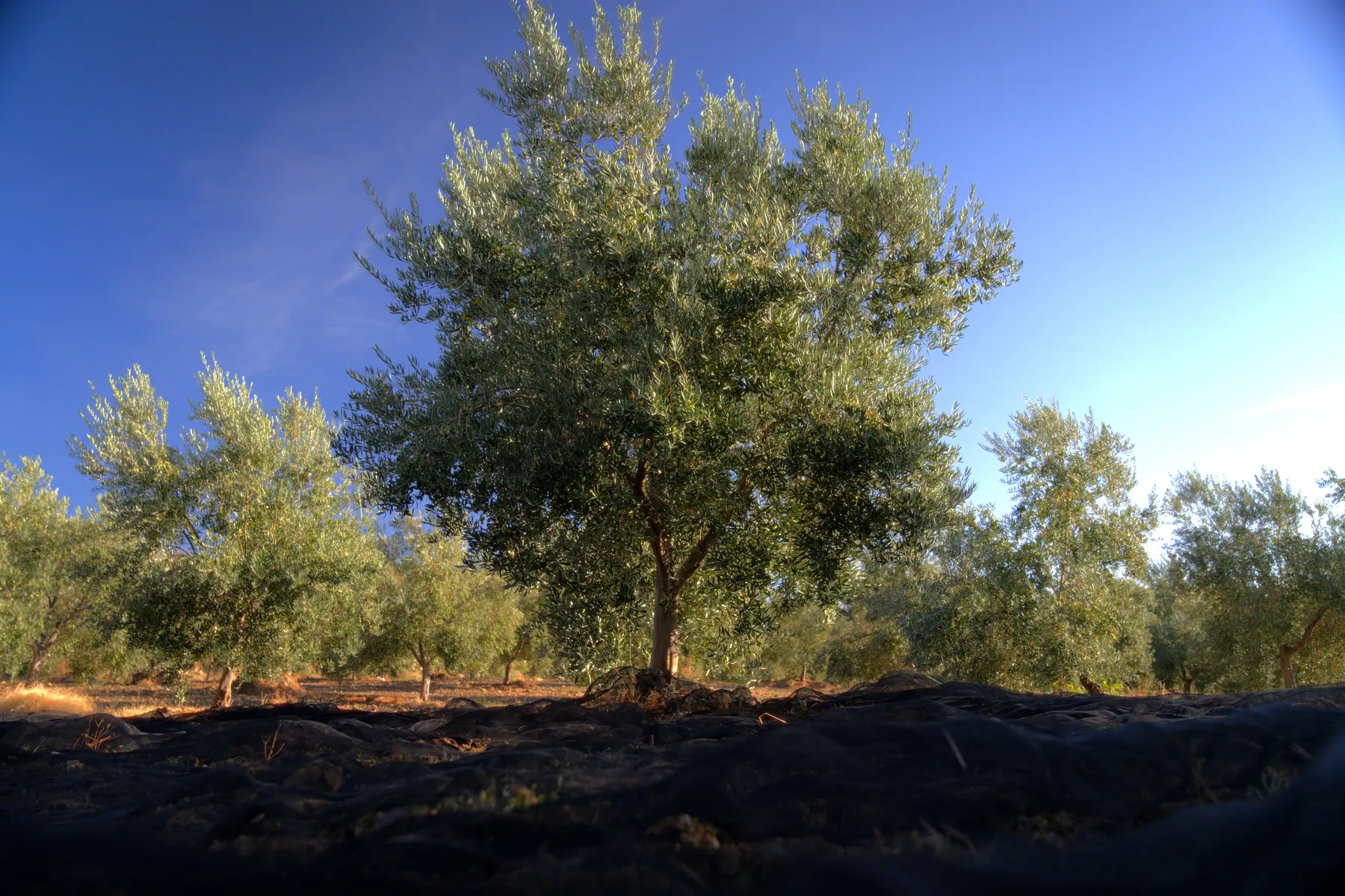 A lone olive tree under the sky of the Serranía.