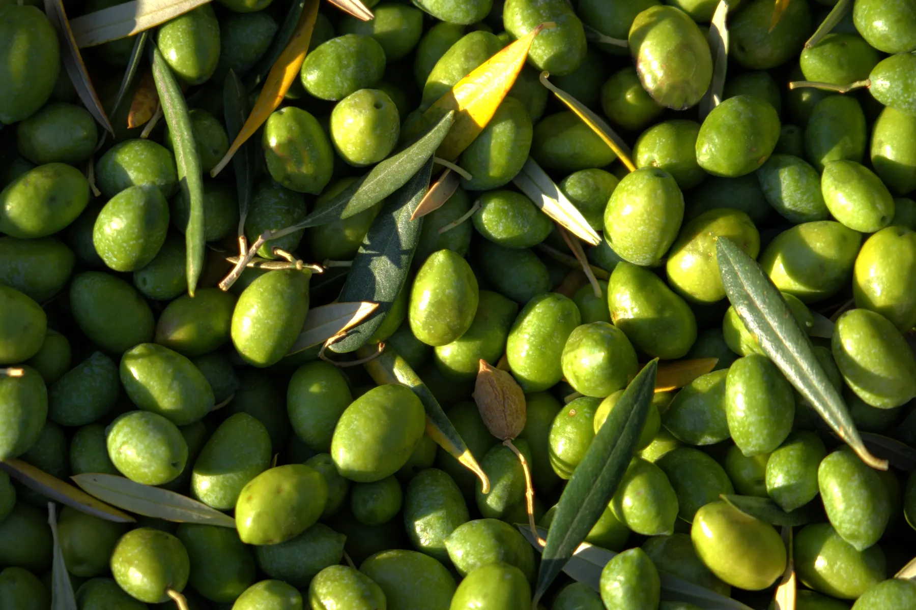 A green olive with its leaf, close up.